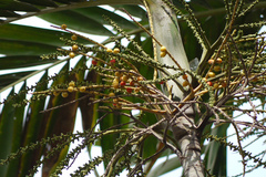 Ptychosperma macarthurii